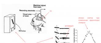 Характеристики искусственной нейронной системы Нейронные сети от простого к сложному