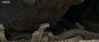 Видео погони десятков голодных змей за ящерицей взорвало интернет Игуана спасается от змей